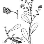 Myosotis soleirolii