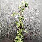 Elodea nuttallii Hoja