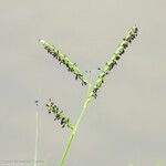 Paspalum distichum Flower