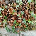 Saxifraga cuneata Liść