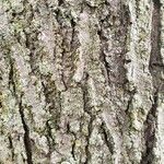 Platanus occidentalis Bark