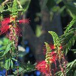 Calliandra houstoniana Virág