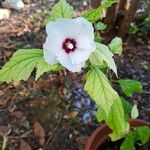 Hibiscus syriacusBlodyn