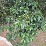 Coffea arabicaYaprak