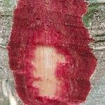 Parinari excelsa Casca
