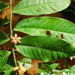 Isolona hexaloba Flor