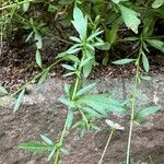 Erigeron karvinskianus Blad