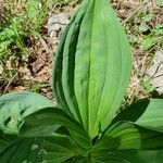 Gentiana luteaLeaf