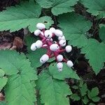 Actaea pachypoda Plod