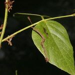 Desmodium purpusii Hoja