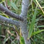 Salix exigua Bark