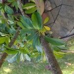 Schefflera spp. Leaf