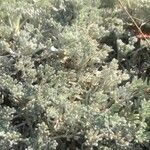 Artemisia caerulescens ᱥᱟᱠᱟᱢ