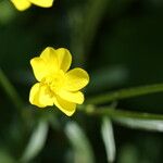 Ranunculus arvensis Цветок