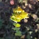 Bupleurum rotundifolium Цветок