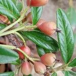 Cotoneaster salicifolius Плод