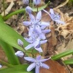 Hyacinthoides italica Λουλούδι