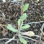 Campanula erinus (ورقة)