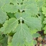 Chelidonium majus Blad