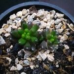 Sedum hernandezii Foglia