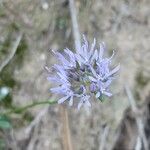 Jasione montana 花