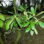 Rhododendron maximum Blatt