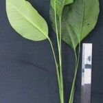 Spathiphyllum montanum Diğer