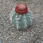 Melocactus matanzanus Blüte