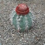 Melocactus matanzanus Květ