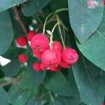 Cotoneaster multiflorus Vaisius