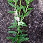 Cynoglossum amabile Συνήθη χαρακτηριστικά