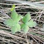 Geranium aculeolatum Leaf