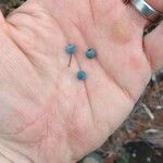 Vaccinium arboreum Fruit