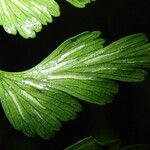 Asplenium lividum Liść