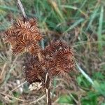 Glycyrrhiza echinata Fruit