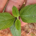 Lippia alba Blad