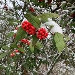 Cotoneaster frigidus Fruit