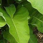 Inula helenium Leaf