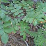 Sorbus californica Lehti