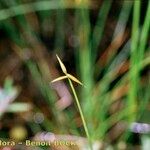 Carex pauciflora 其他