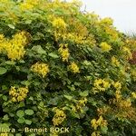 Senecio tamoides Habitus