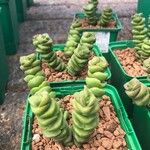 Crassula rupestris List