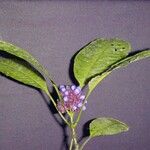 Psychotria guapilensis Other