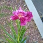 Chilopsis linearis Flower