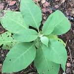 Solanum mauritianum Folha