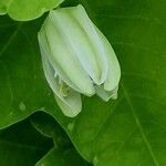 Passiflora lutea Cvet