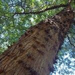 Senegalia nigrescens 樹皮