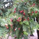 Taxus canadensis Folio