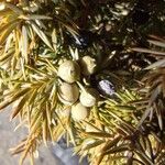 Juniperus communis Frucht