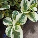 Peperomia obtusifoliaLeaf